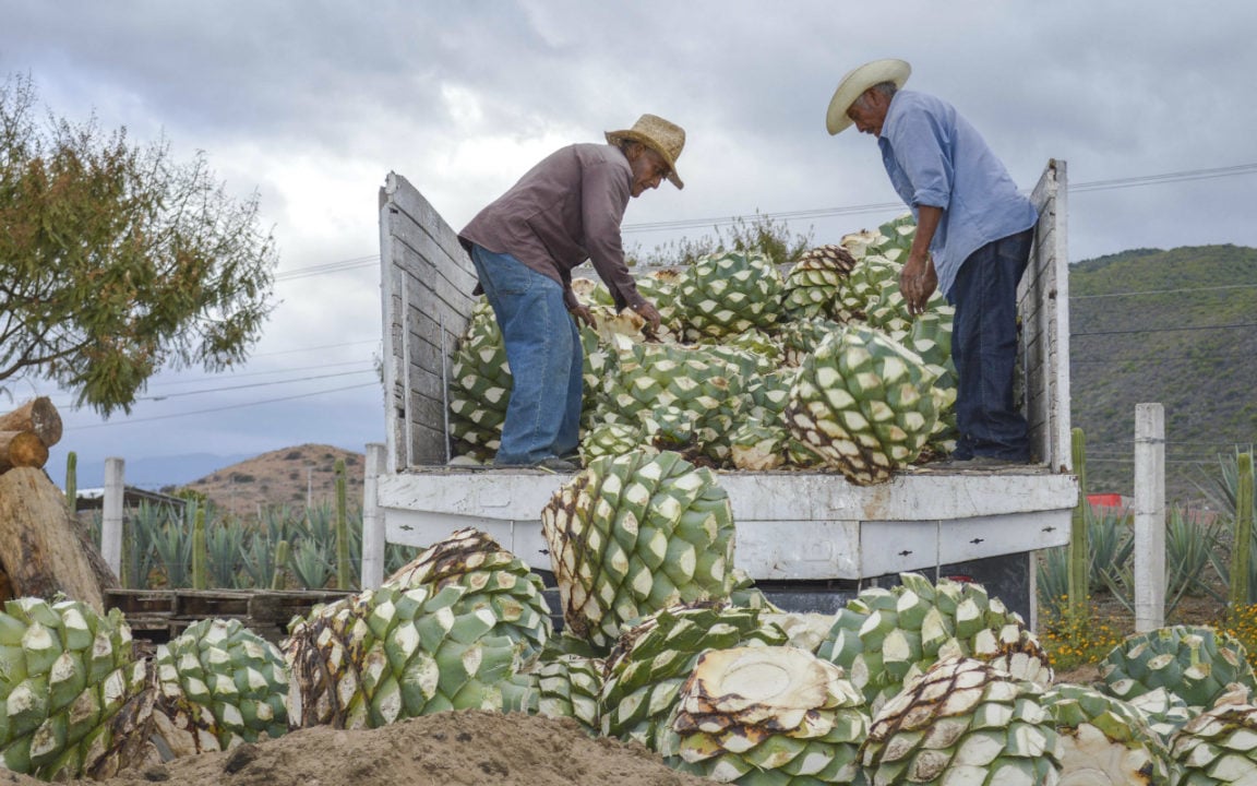 El tequila saca la casta por México - Forbes Mexico