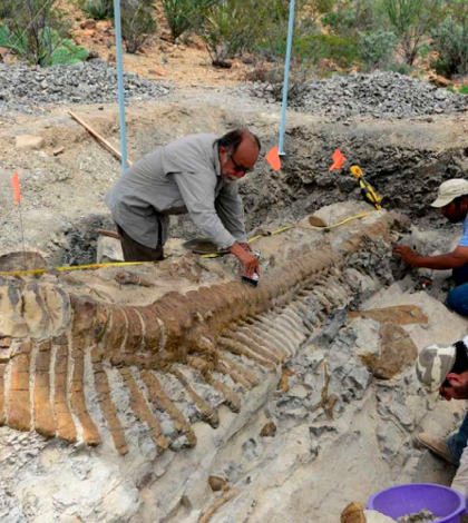 Arqueólogos de la UNAM descubren cola de dinosaurio en México