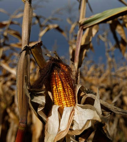 Francia frena siembra de maíz transgénico