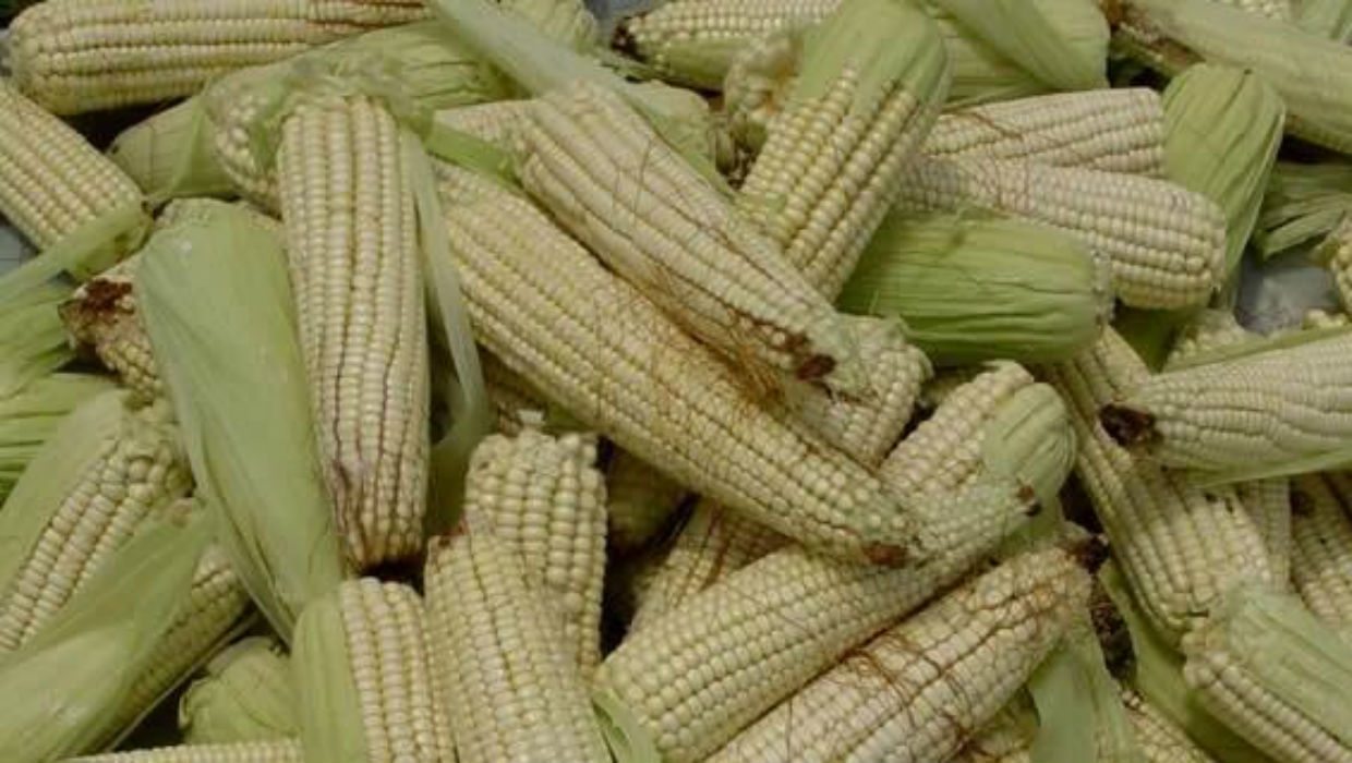 DuPont está lista para sembrar maíz transgénico en México