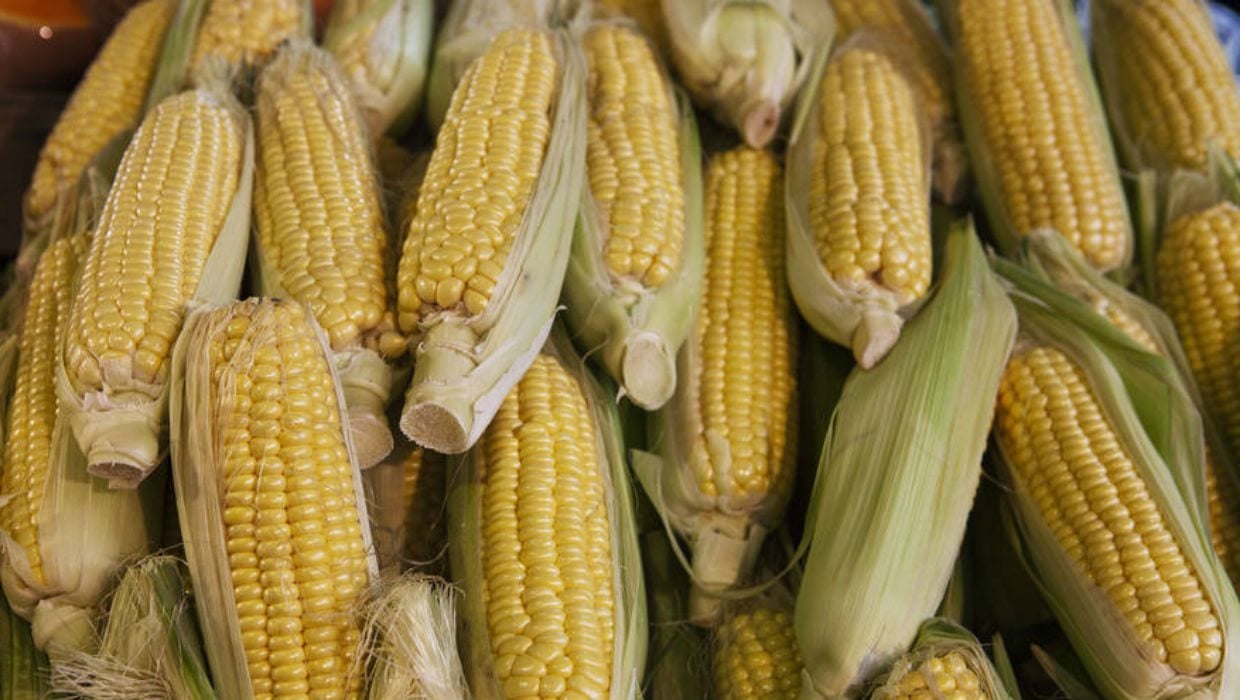 El gobierno de Peña Nieto sí va por maíz transgénico