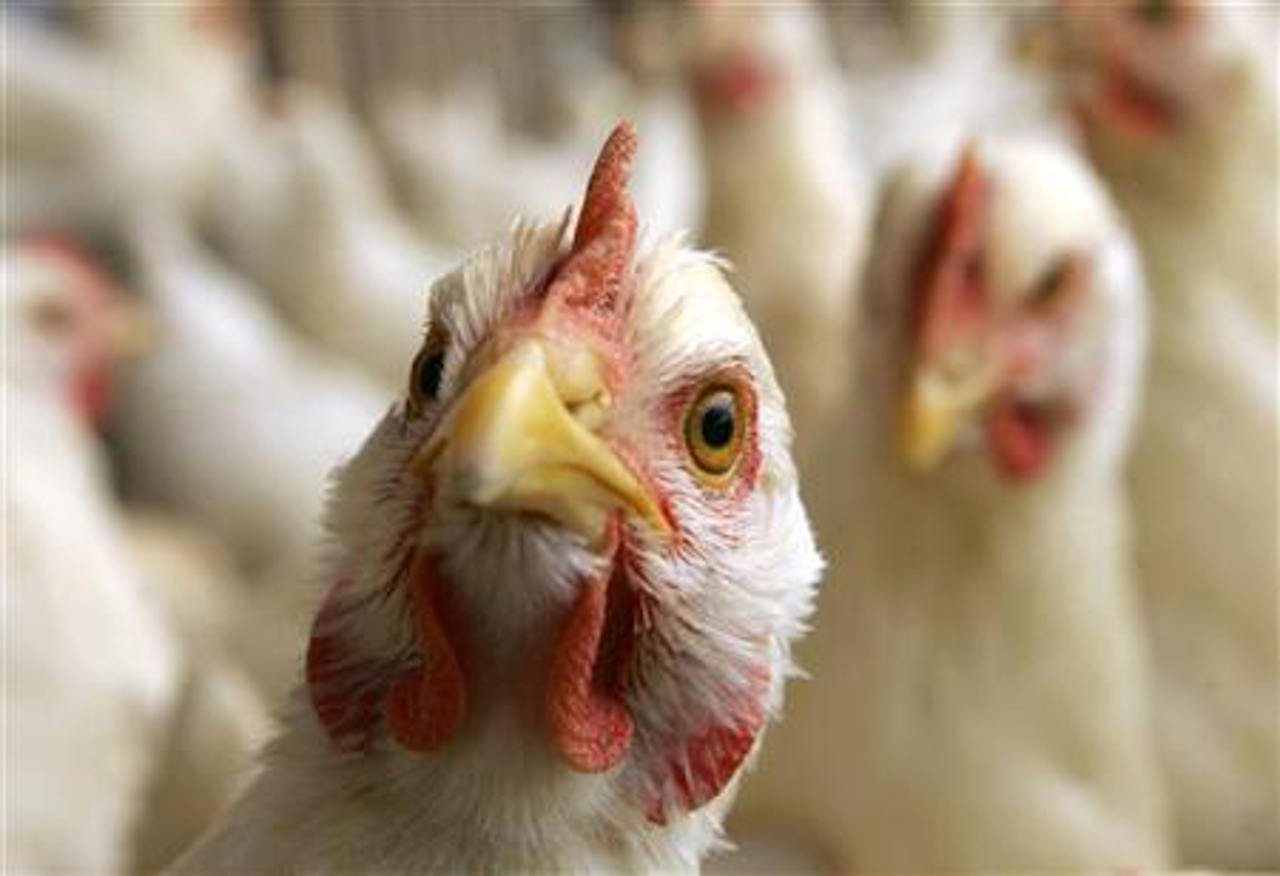 México, libre de influenza aviar en 2015