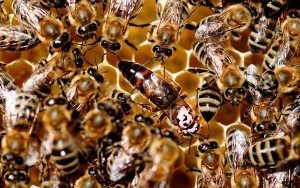 Abejas