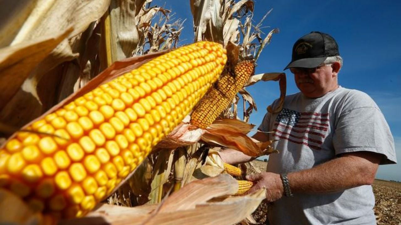 Agricultura descarta limitar importaciones de maíz transgénico de EU