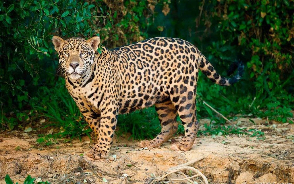 Jaguar