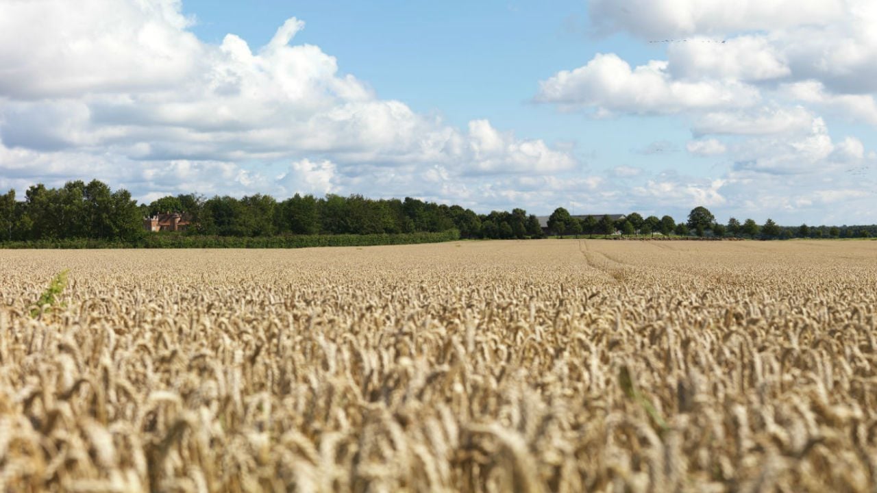 Sobreprecio del trigo se debe a sequía y guerra en Ucrania: Canimolt