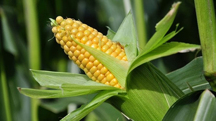 Cereales orgánicos de maíz, arroz y amaranto, los proyectos de Aires de Campo en 2020