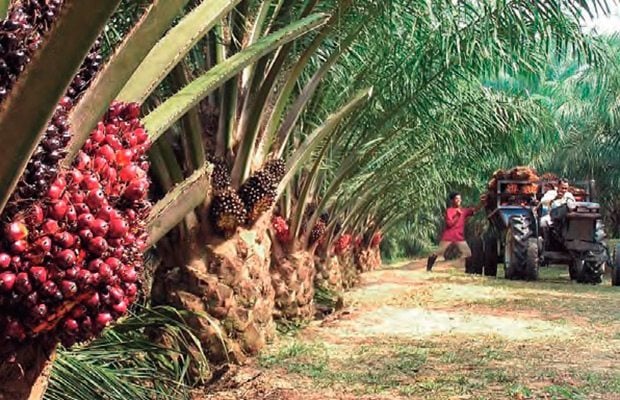 aceite de palma-biocombustible