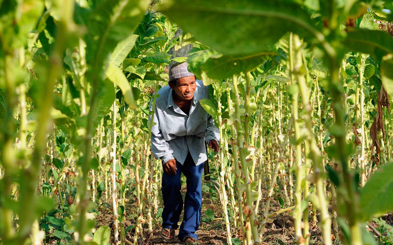 OMS pide a los gobiernos que dejen de subvencionar el cultivo de tabaco