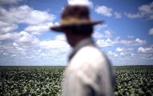trabajadores-agrícolas-canadá-méxico-covid-19-coronavirus