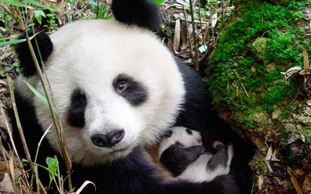 Панда лось. Китай панды марки.