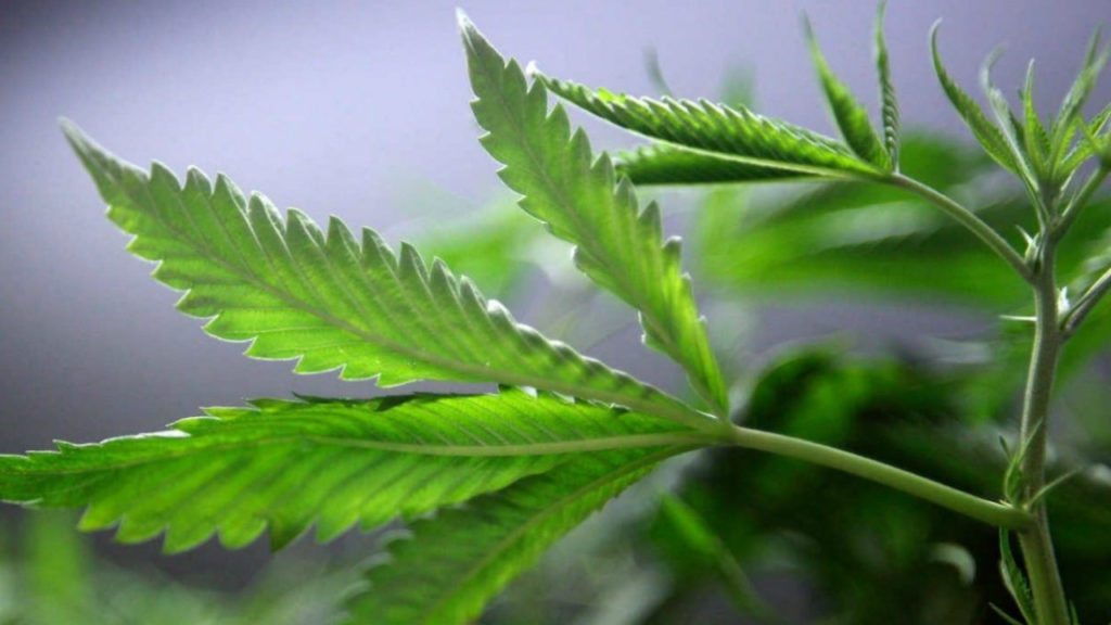 mariguana