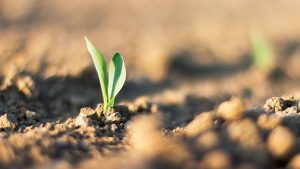 agro-dow-chemical