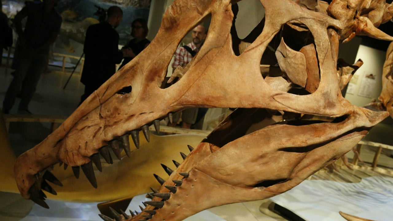 Paleontólogos descubren fósil de ‘monstruo marino’ de hace 36 millones de años