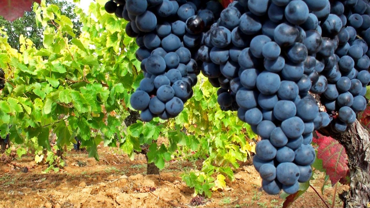 Vino Mariatinto celebra 15 años