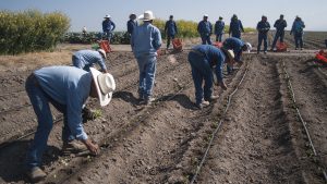 campo agricultores abeja