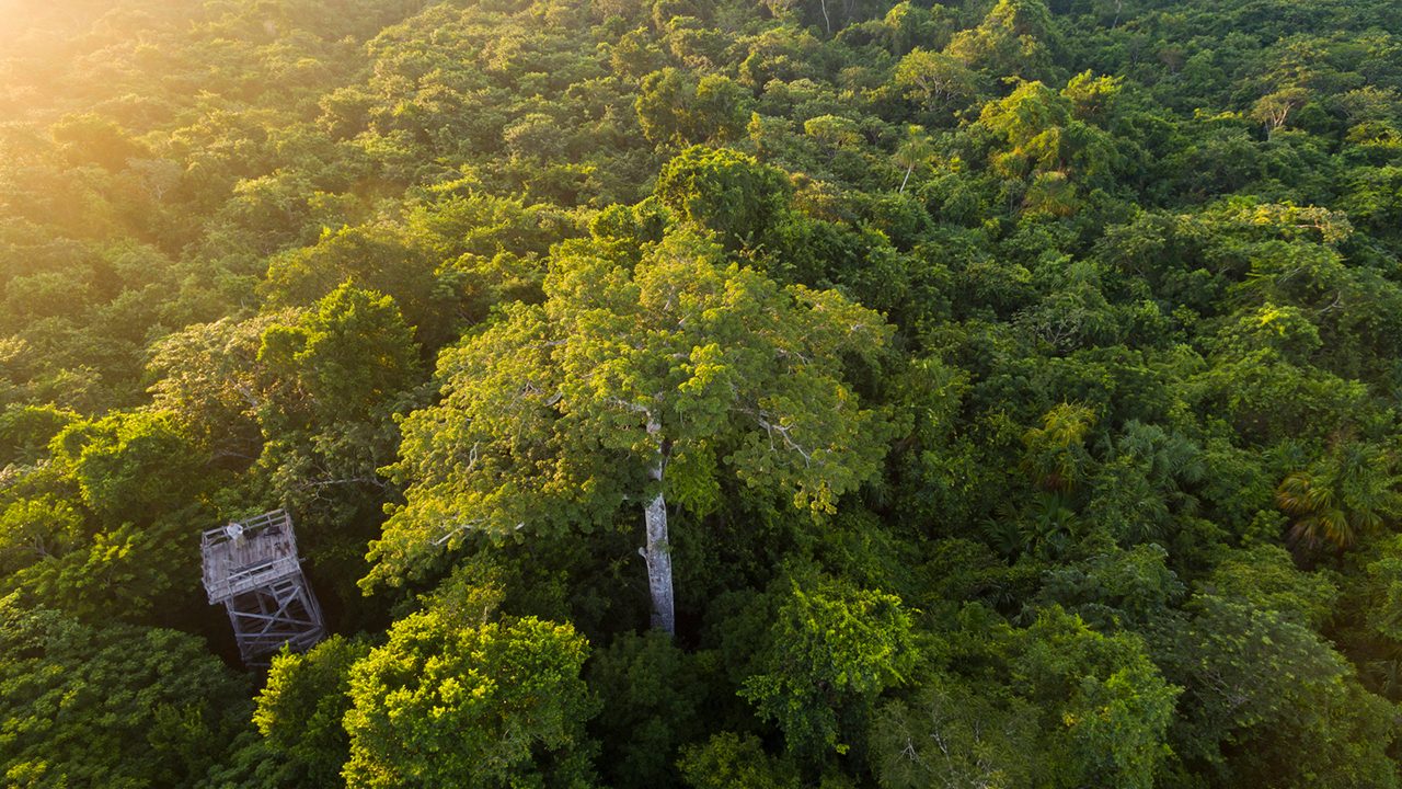 Los bosques, aliados frente al cambio climático