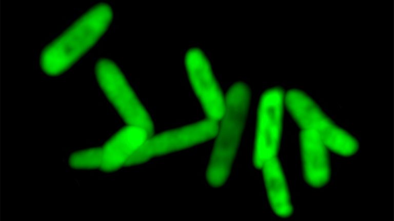 bacteria intestinal ácido sulfúrico salmonella