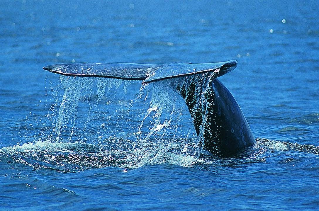 Japón desata condena mundial por reanudar caza de ballenas
