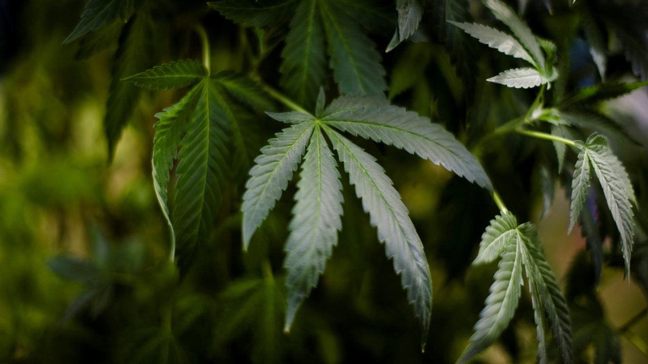 Comunidades indígenas tendrán preferencia para cultivar marihuana