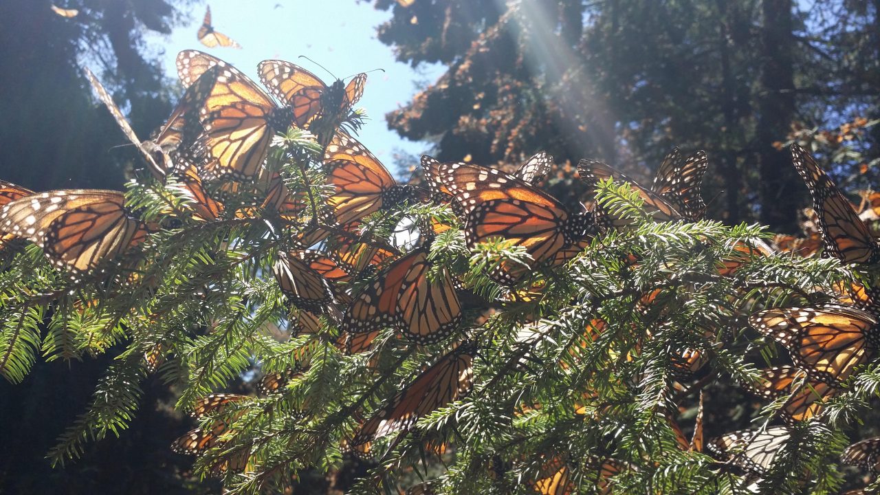 Reportan como desaparecido a defensor de la mariposa monarca