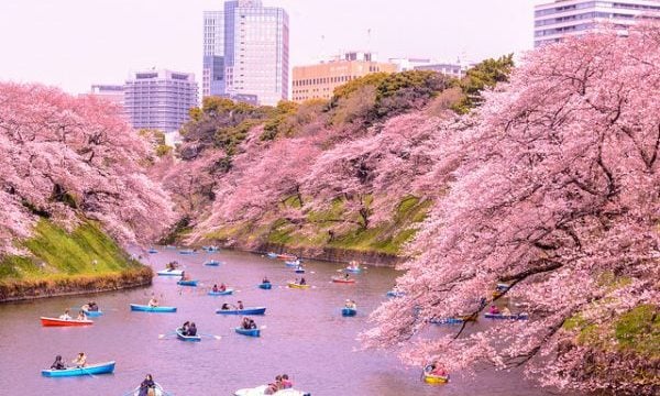 Japón en el Hanami, con cerezos en flor