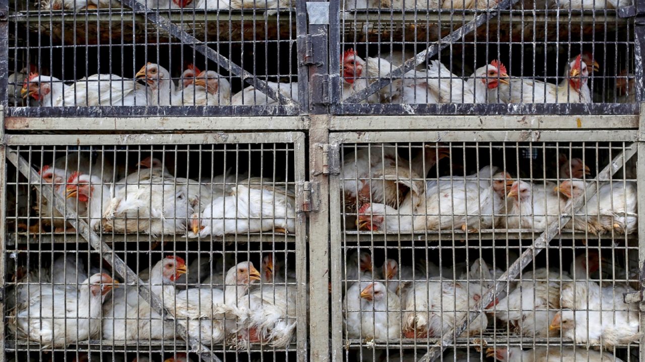 EU se acerca al récord de muertes de aves de corral por gripe aviar