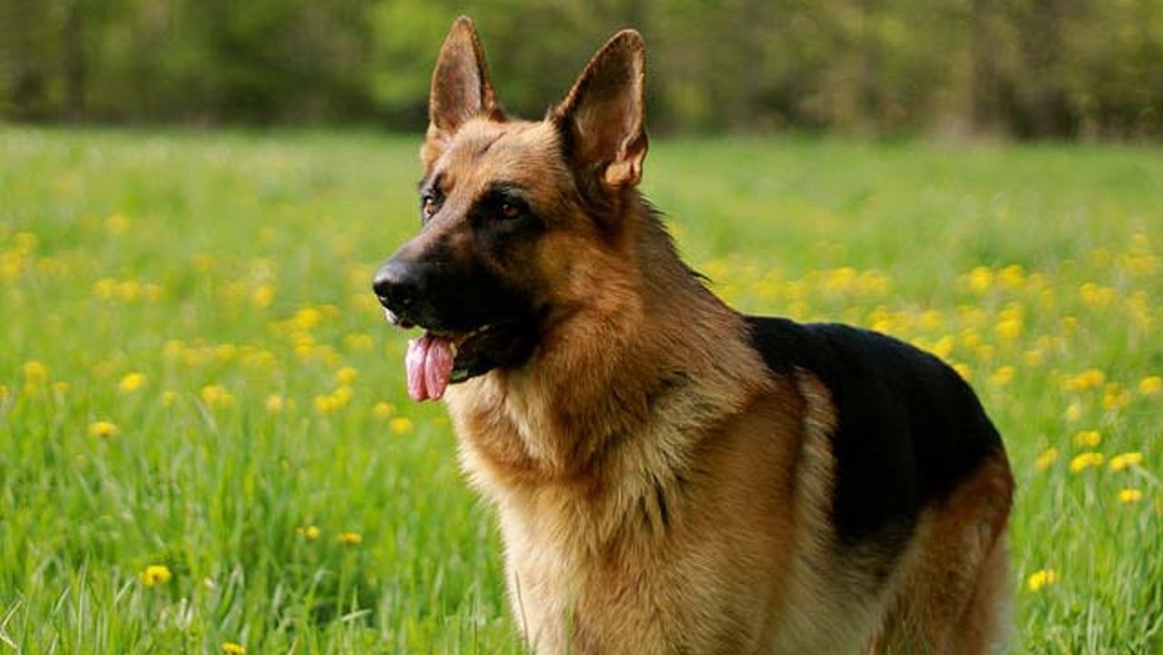 5 consejos para proteger a tu mascota en época de calor