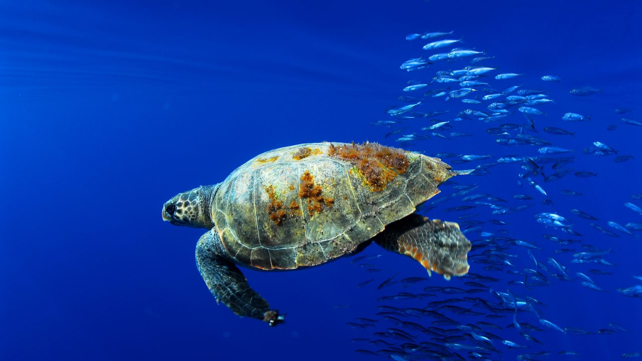 Investigadores encuentran plásticos en 166 especies del Mediterráneo