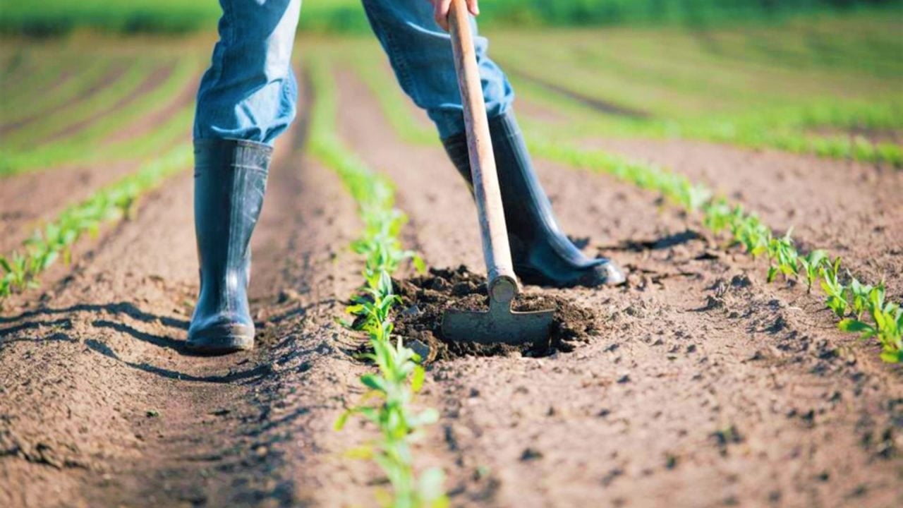 Así es cómo Aires de Campo empodera a pequeños agricultores