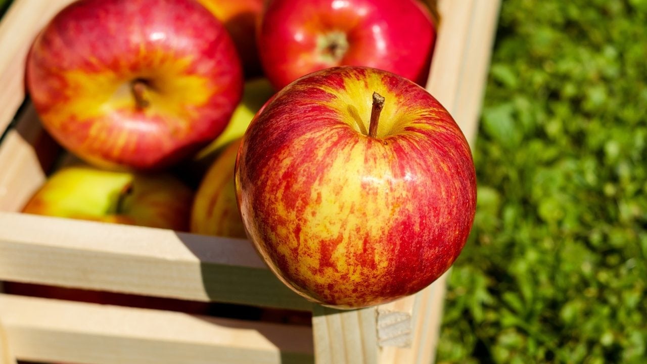 Gobierno de México inicia investigación antidumping por importaciones de manzana de Estados Unidos
