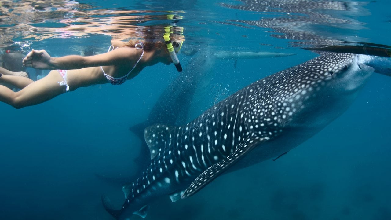 3 lugares en México para nadar con el tiburón ballena