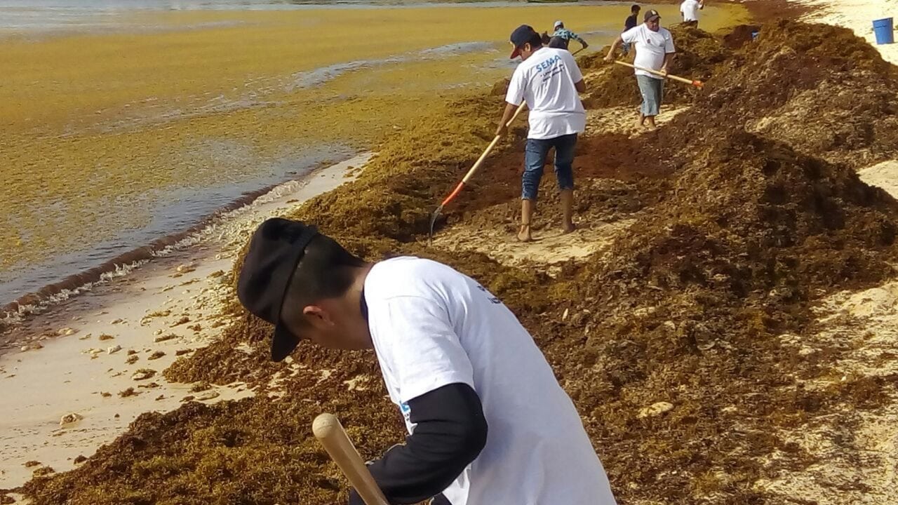 El culpable del sargazo en el Caribe mexicano quizá seas tú
