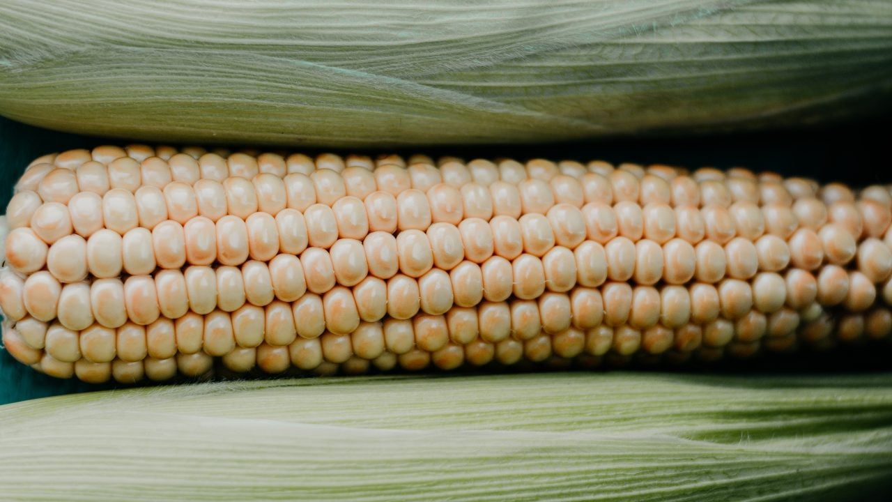 Avicultores urgen acabar disputa por maíz transgénico; ‘es básico para huevo y pollo’