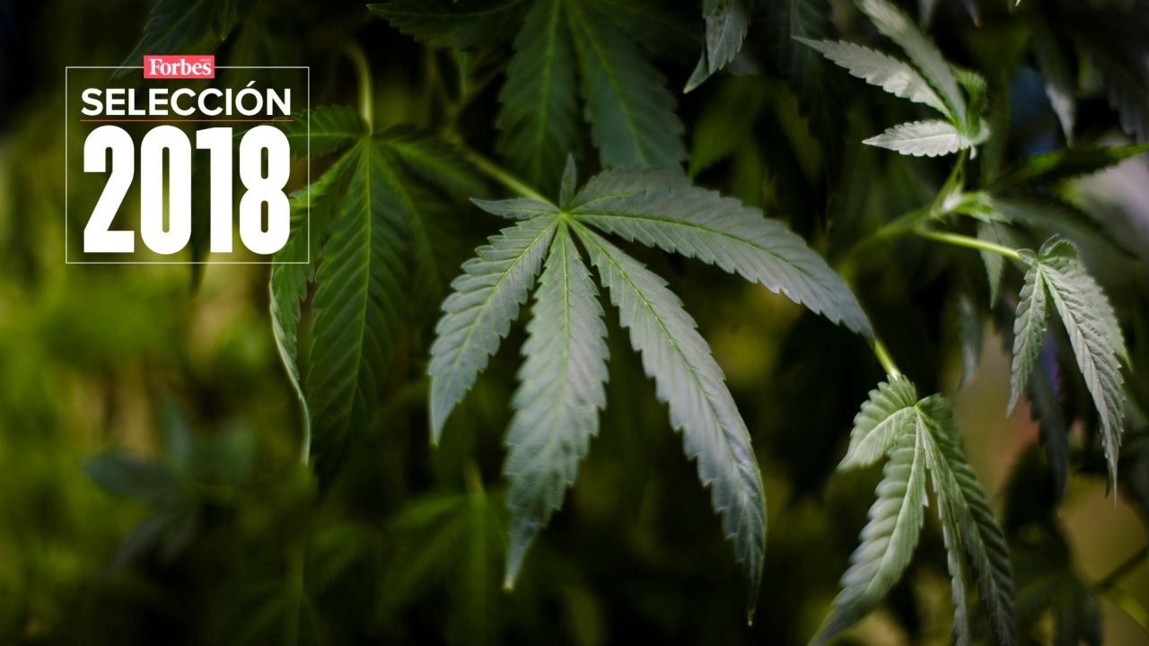 Selección 2018 | Mariguana, un negocio para producir en pesos y ganar en dólares: ANICANN