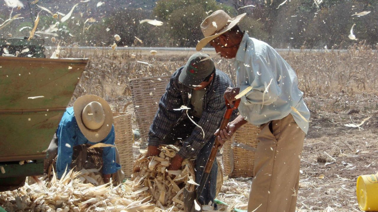 Actividad económica de México retrocede 0.3% por sector agrícola