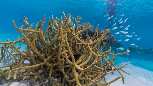 ¿Te gustaría adoptar un coral? Este resort en Maldivas lo hace posible