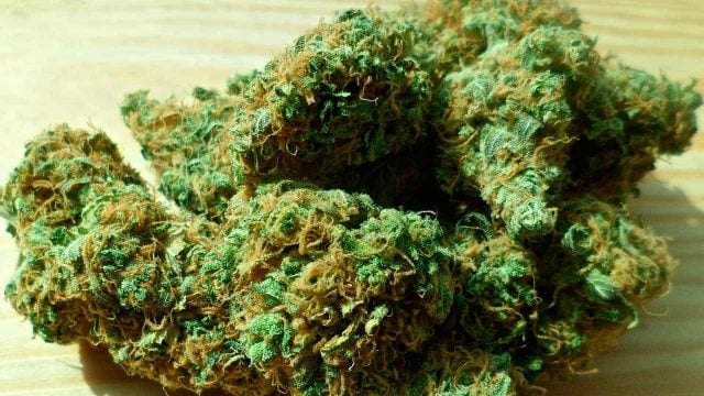 Marihuana vs. Hemp, lo que tienes que conocer • Red Forbes • Forbes México