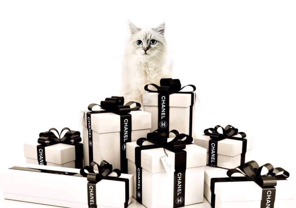Choupette, la mascota influencer de Karl Lagerfeld genera ingresos millonarios