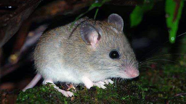 El extinto Melomys rubicola. Foto Reuters.