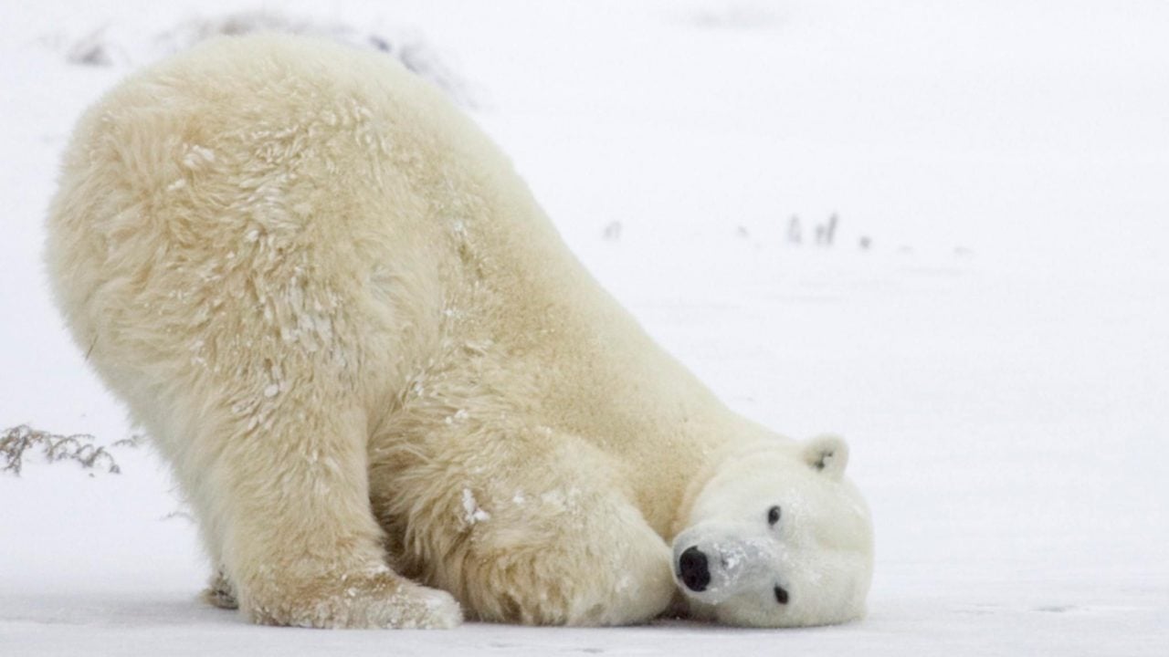 osos polares-gripeaviar-alaska