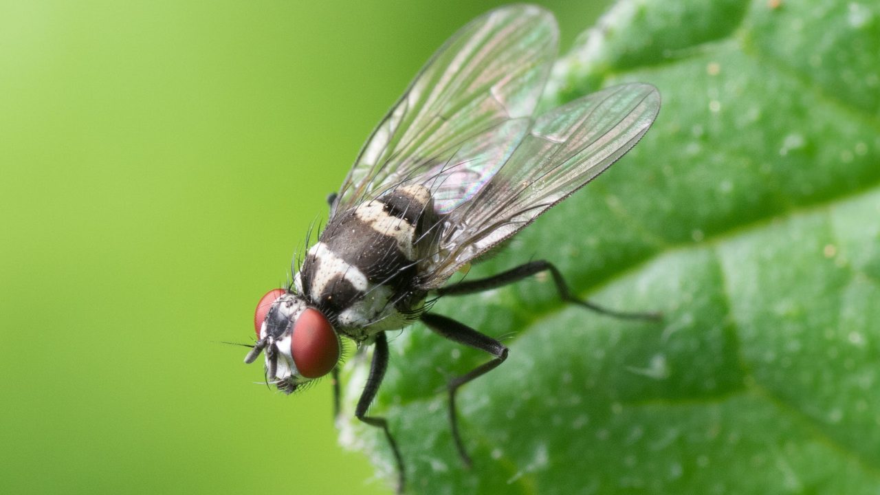Las moscas mantienen el equilibrio ecológico del planeta