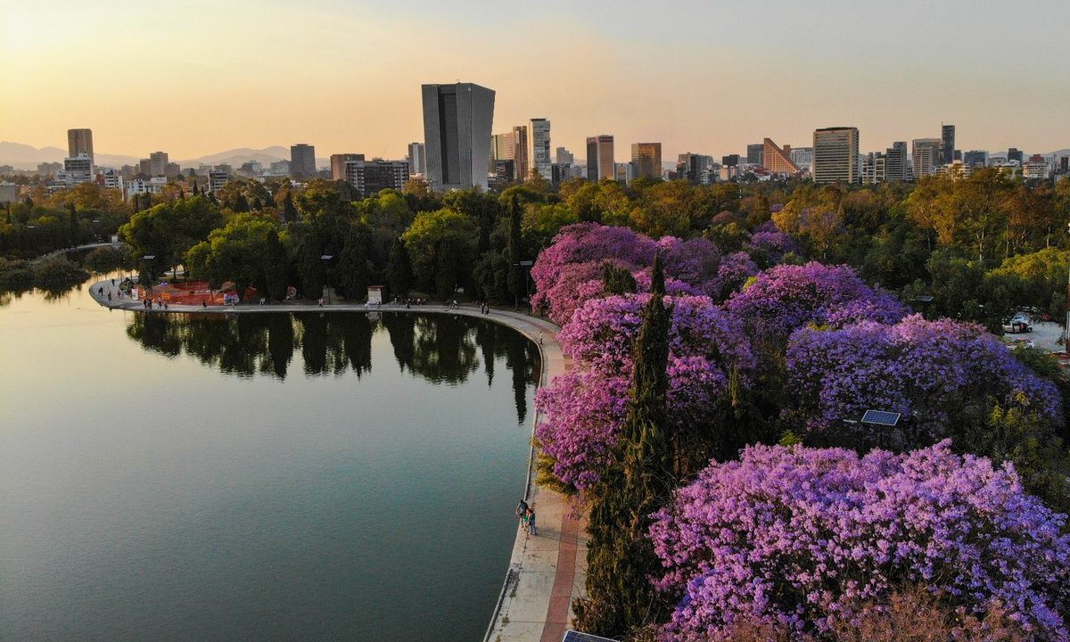 Disfruta la ‘Ruta de las Jacarandas’ en la Ciudad de México