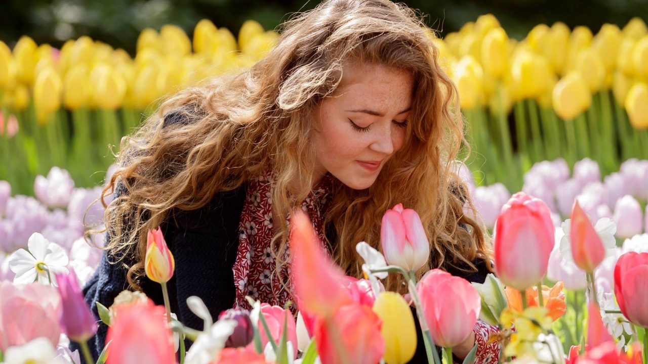 Millones de tulipanes visten a Holanda de primavera