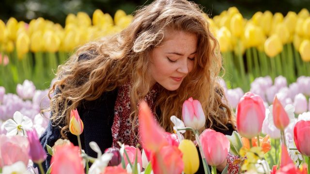 Holanda tulipanes primavera