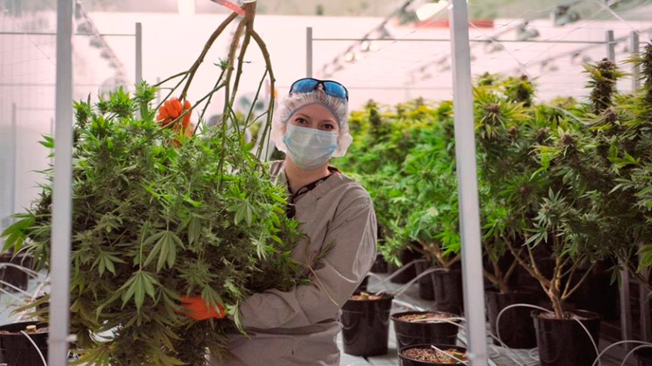 Se espera que la industria del cannabis genere en una primera etapa hasta 75 mil nuevos empleos
