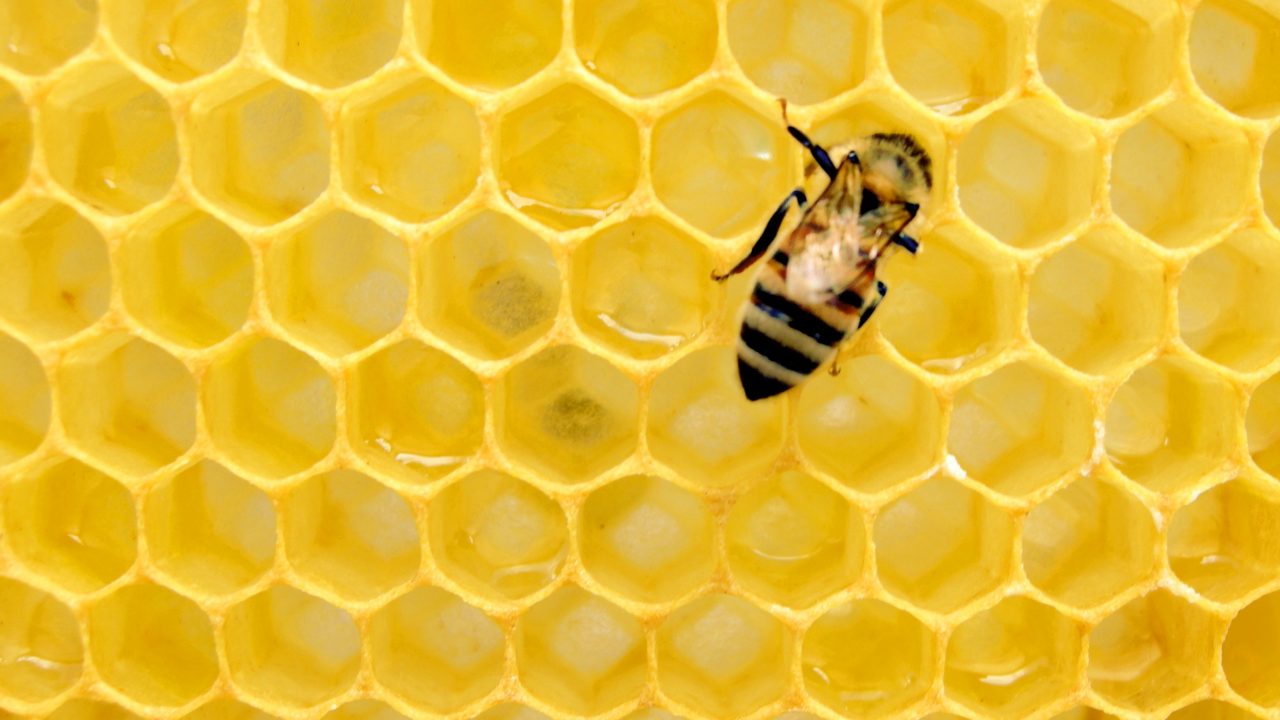 ¿A quién le importa la pérdida de abejas en América Latina?