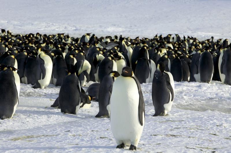 Investigadores hallan fósil de pingüino de metro y medio de alto y casi 70 kilos