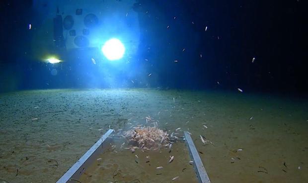 Uno de los hallazgos de la flora submarina. Foto Discovery Deep Sea.