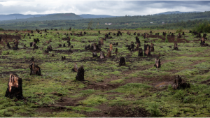 deforestación